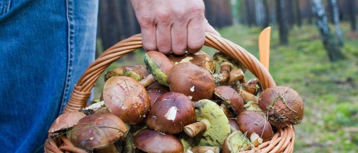 Спасатели напомнили об опасности отравления грибами