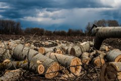 Украинские военнослужащие ведут вырубку леса в окрестностях оккупированного города Счастья – источник