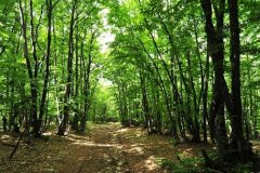 В Луганской Народной Республике ограничено пребывание граждан в лесах
