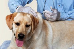 До 31 августа ветеринары ЛНР проведут вакцинацию домашних животных от бешенства