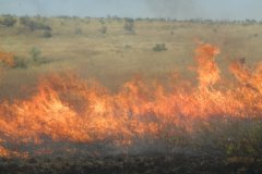 С 25 июля в ЛНР объявлен самый высокий класс пожарной опасности