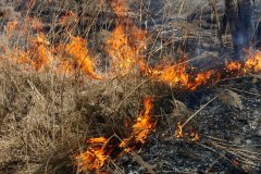 За сутки пожарами в ЛНР уничтожено более 15 га сухой травы и мусора