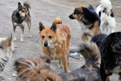 Бродячие собаки. Существует ли в Луганске такая проблема?