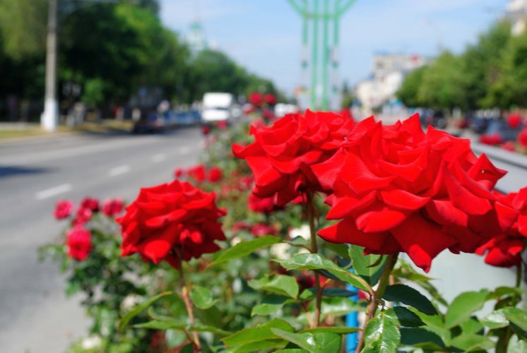 Столичные коммунальщики в этом месяце высадят 5 тысяч кустов роз