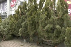 Правоохранители проводят профилактическую операцию "Елка-2020"