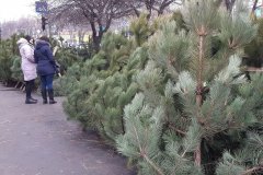 В Республике планируется реализовать 1600 новогодних сосен