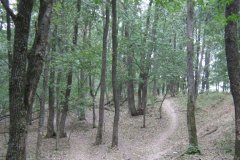 Минприроды ЛНР ограничило пребывание в лесах из-за пожарной опасности