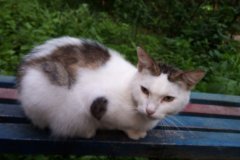 Кошкин дом, или История о жестокости