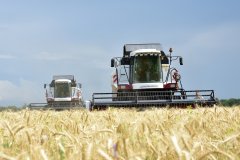 Аграрии ЛНР убрали 83% ранних зерновых и зернобобовых культур – Минсельхоз