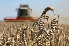 Аграрии ЛНР убрали 94% ранних зерновых и зернобобовых культур – Минсельхоз