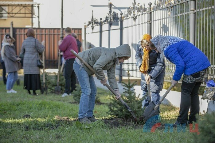 Луганчане ко Дню учителя посадили 20 елей на территории храма "Умиление"