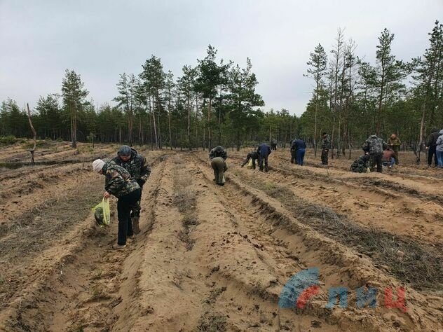 Экологи ЛНР высадили 18 тыс. саженцев сосны в районе бывших позиций ВСУ вблизи Макарово