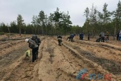 Экологи ЛНР высадили 18 тыс. саженцев сосны в районе бывших позиций ВСУ вблизи Макарово