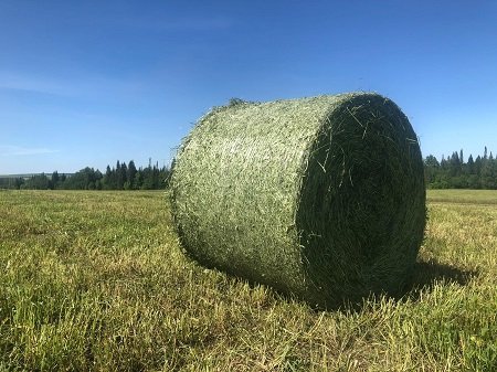 Практически 100% потребности заготовлено сена в Луганской Народной Республике