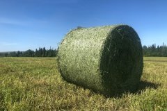 Практически 100% потребности заготовлено сена в Луганской Народной Республике