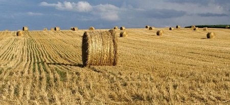 В Луганской Народной Республике завершается заготовка грубых кормов на зимне-стойловый период 2022-2023 годов