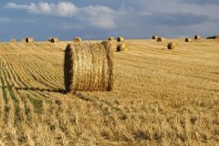 В Луганской Народной Республике завершается заготовка грубых кормов на зимне-стойловый период 2022-2023 годов