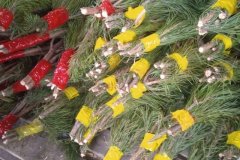 Рейд по пресечению незаконной вырубки хвойных насаждений в предновогодний период