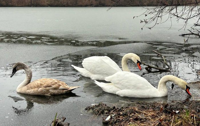 Сотрудники МЧС г. Ровеньки спасли вмерзших в лед лебедей