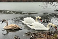 Сотрудники МЧС г. Ровеньки спасли вмерзших в лед лебедей