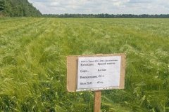 Аграрии ЛНР получили достаточно семян на сев озимых